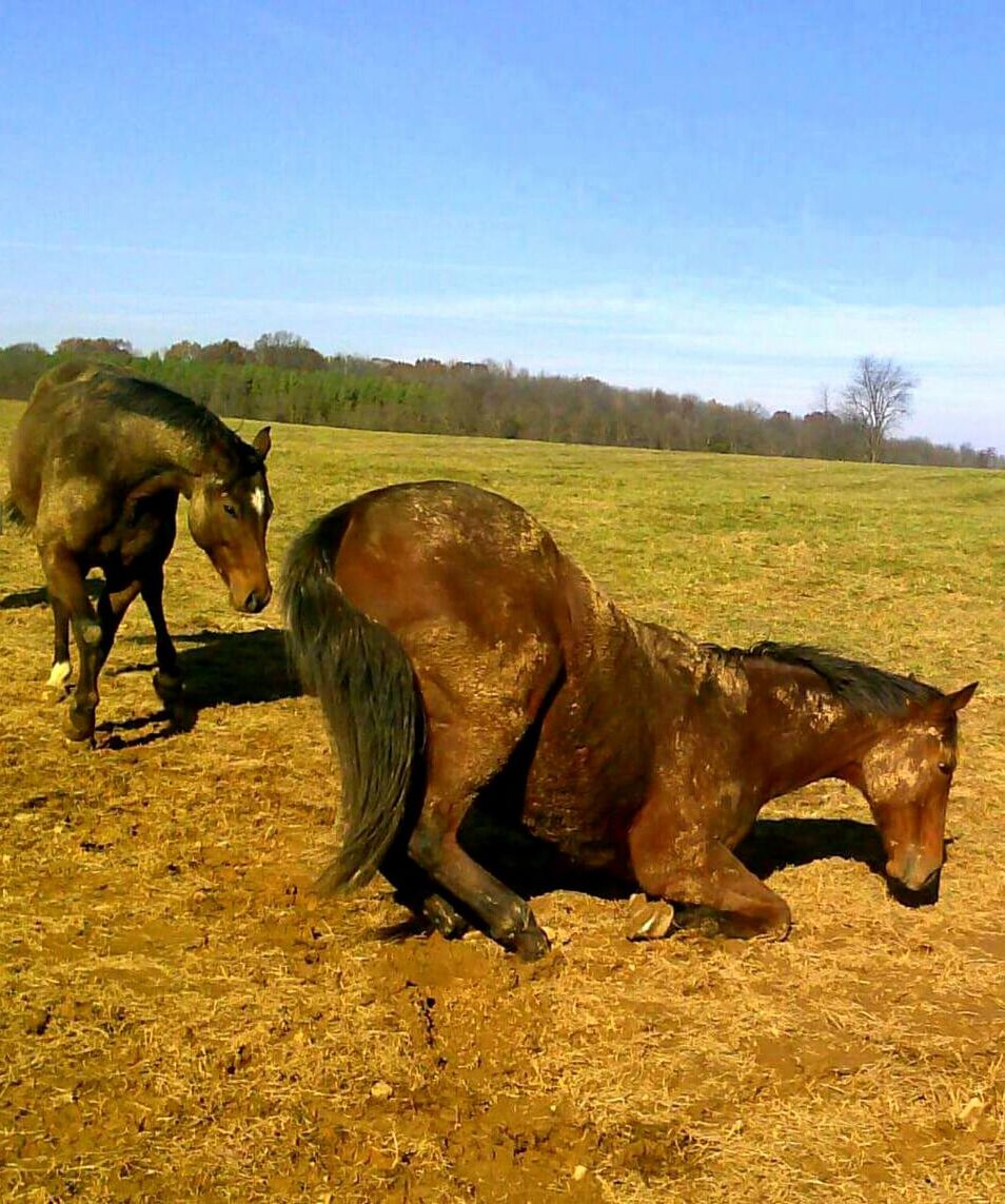 Horse kneeling