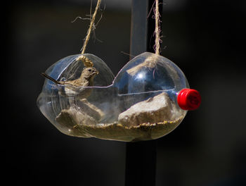 Close-up of bird feeder