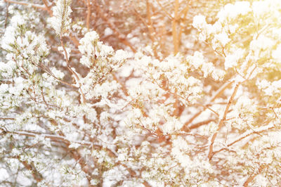 Close-up of snow