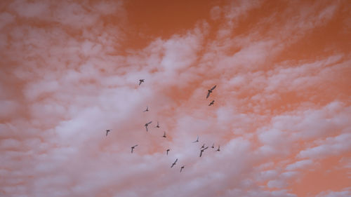 Low angle view of birds flying against sky