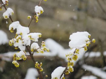 Close-up of snow on plant