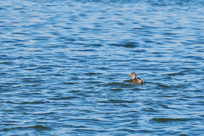 Bird swimming in sea