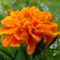 Close-up of marigold blooming outdoors