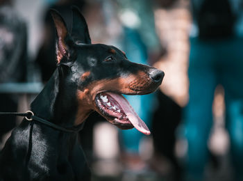 Close-up of a dog looking away