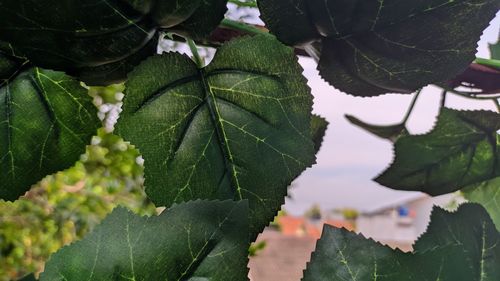 Close-up of fresh green leaves