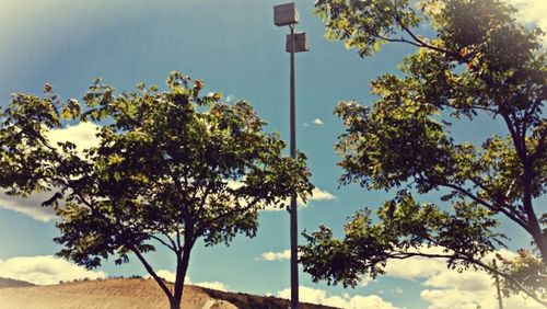 Low angle view of trees against sky