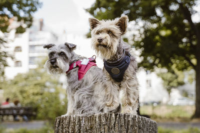 Cute schnauzers sitting on tree stump in public park