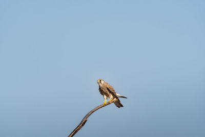 Low angle view of eagle perching on the sky