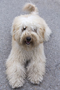 Vertical shot of cute young goldendoodle dog lying down on concrete with tongue hanging out