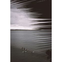 Swan swimming on lake against sky
