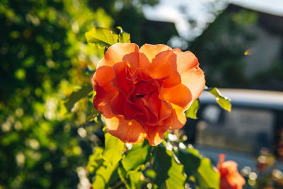 Close-up of rose plant