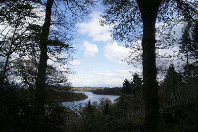 Scenic view of forest against sky