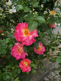 Close-up of pink flowering plant