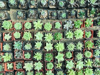 Full frame shot of potted plants
