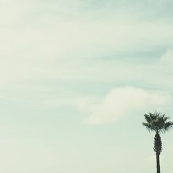 Low angle view of palm trees against sky