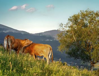 Horses in a field