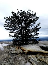 Tree by sea against sky