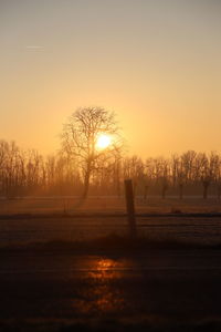 Trees on field against sky during sunset