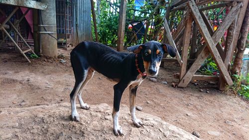 Dog looking away while standing on land