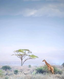 Giraffes on field against sky