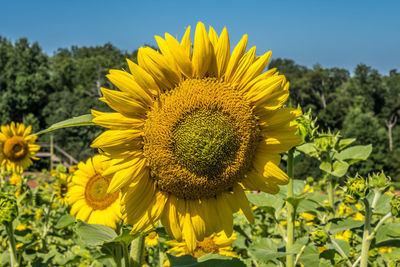 Close-up of sunflower on field against sky