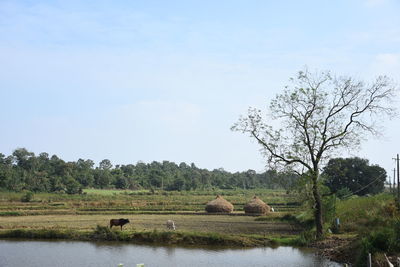 Scenic view of landscape against sky