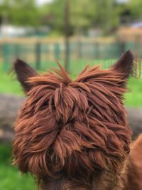 Close-up of horse on field