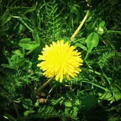 Close-up of dandelion