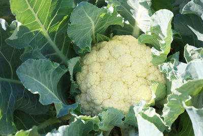 Close-up of fresh green plants