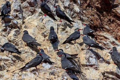 High angle view of pigeons feeding on land
