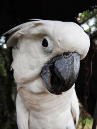 Close-up of sulphur crested cockatoo