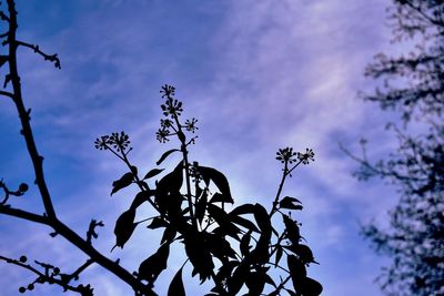 Low angle view of silhouette tree against sky