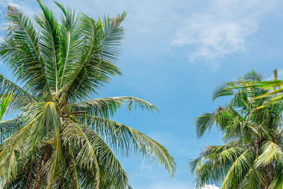 Low angle view of palm trees against sky