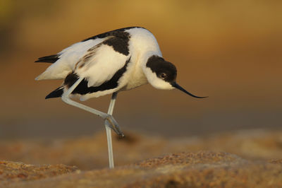 Close-up of a bird on rock