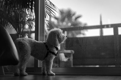 Close-up of dog standing against wall