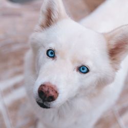 Close-up of dog