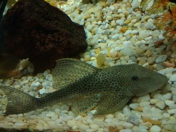 Close-up of fish underwater