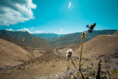Plants on land against blue sky