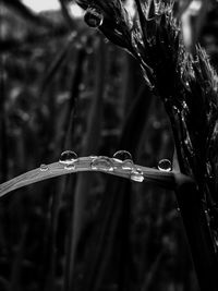 Close-up of wet plant