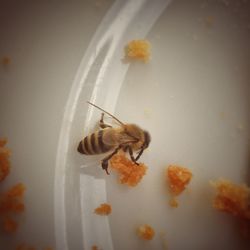 Close-up of insect on wall