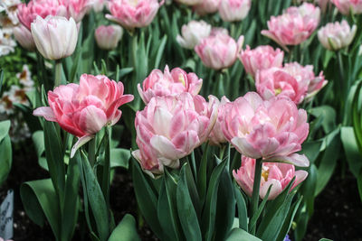 Close-up of pink flowers blooming outdoors