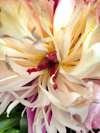 Full frame shot of white flower