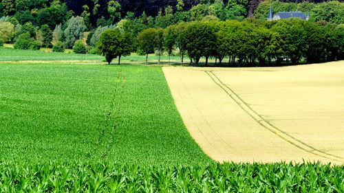 Trees in field