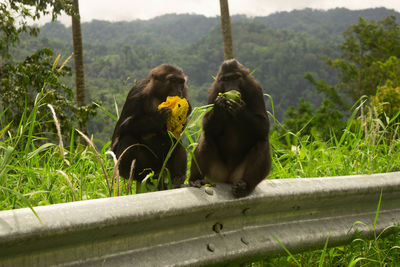 Two monkeys eating mango