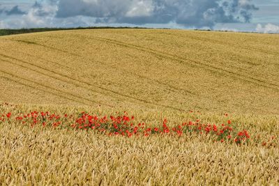 Scenic view of field against sky