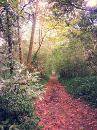 Footpath along trees in forest