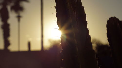 Close-up of silhouette plants against sky during sunset