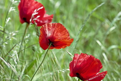 Close-up of red poppy