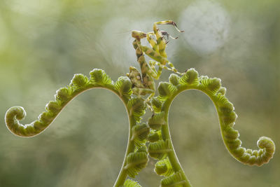 Cerobroter gemmatus on unique plants