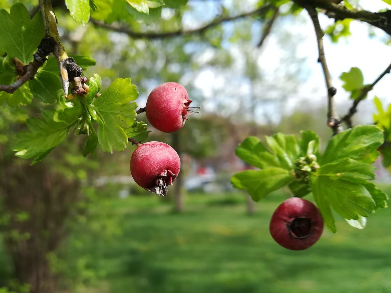 fruit, healthy eating, food, food and drink, plant, growth, freshness, tree, leaf, plant part, focus on foreground, wellbeing, green color, day, nature, red, close-up, branch, beauty in nature, no people, outdoors, ripe